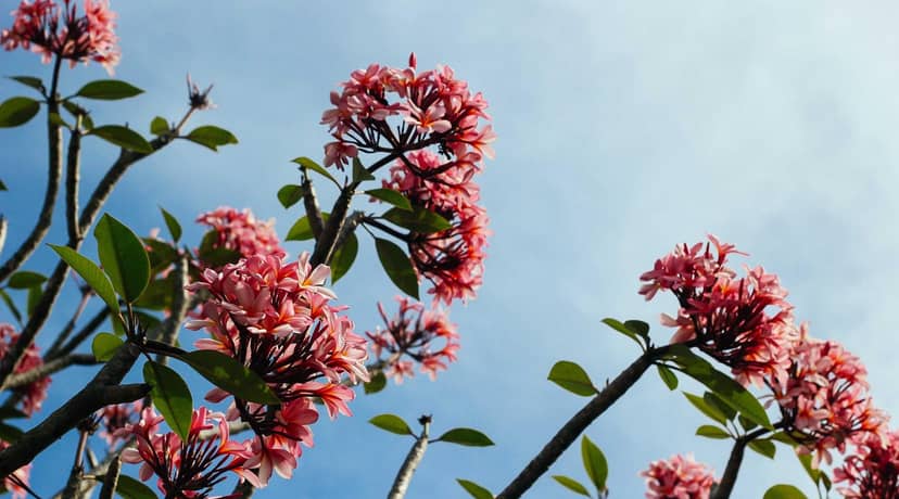 Unauth title dbTvlBZV